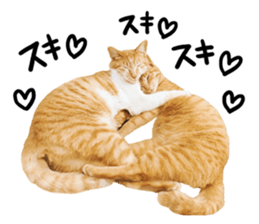 Cat familys Vol.1 sticker #13443834