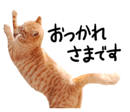 Cat familys Vol.1 sticker #13443838