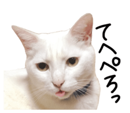 Cat familys Vol.1 sticker #13443841