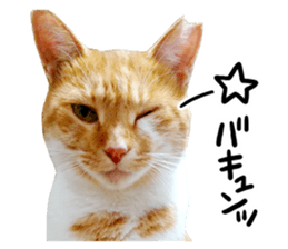 Cat familys Vol.1 sticker #13443842
