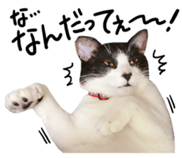 Cat familys Vol.1 sticker #13443843