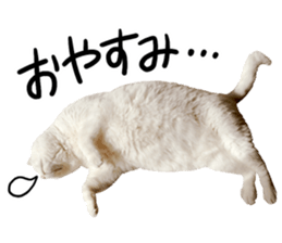 Cat familys Vol.1 sticker #13443844