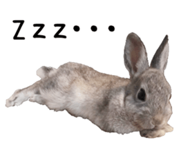 RINRIN so cute sticker #13445902