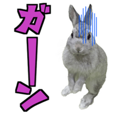 RINRIN so cute sticker #13445906