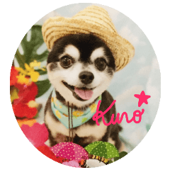 Chihuahua of kuro-chan