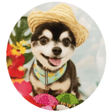 Chihuahua of kuro-chan sticker #13448118