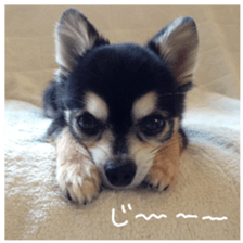Chihuahua of kuro-chan sticker #13448121