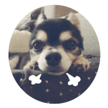 Chihuahua of kuro-chan sticker #13448122