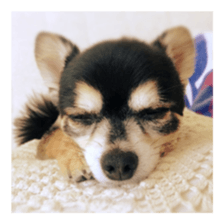 Chihuahua of kuro-chan sticker #13448125