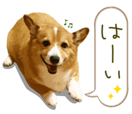 Welsh corgi is Sandy 2. sticker #13450390