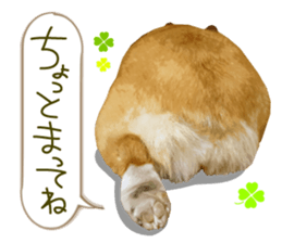 Welsh corgi is Sandy 2. sticker #13450392