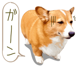 Welsh corgi is Sandy 2. sticker #13450394