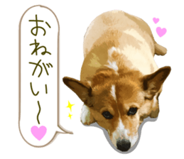 Welsh corgi is Sandy 2. sticker #13450399