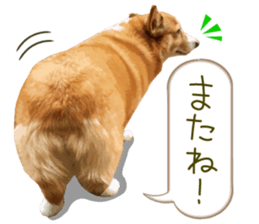 Welsh corgi is Sandy 2. sticker #13450401