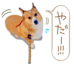 Welsh corgi is Sandy 2. sticker #13450406