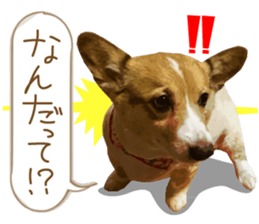 Welsh corgi is Sandy 2. sticker #13450408