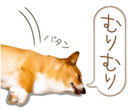 Welsh corgi is Sandy 2. sticker #13450411