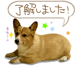 Welsh corgi is Sandy 2. sticker #13450412