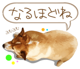 Welsh corgi is Sandy 2. sticker #13450413