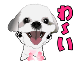 Move! Cute Shih Tzu sticker #13456406