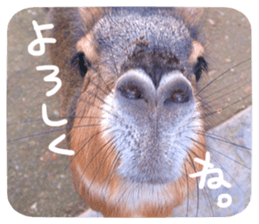 Calmanimal.Nature sticker #13456647