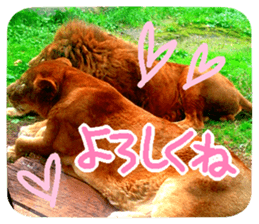 Calmanimal.Nature sticker #13456649