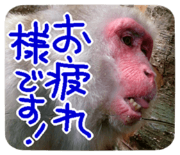 Calmanimal.Nature sticker #13456650