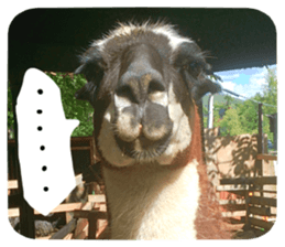 Calmanimal.Nature sticker #13456654