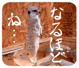 Calmanimal.Nature sticker #13456658