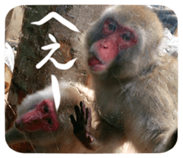 Calmanimal.Nature sticker #13456659