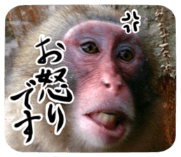 Calmanimal.Nature sticker #13456660