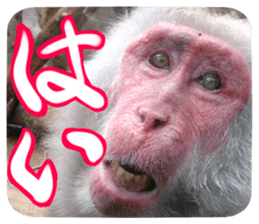 Calmanimal.Nature sticker #13456664