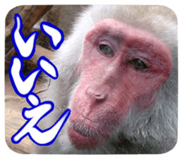 Calmanimal.Nature sticker #13456665