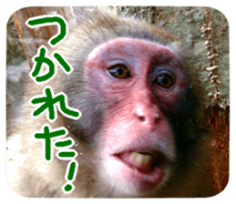 Calmanimal.Nature sticker #13456674