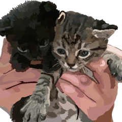 Kitten 01 English version