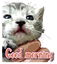 Kitten 01 English version sticker #13456679