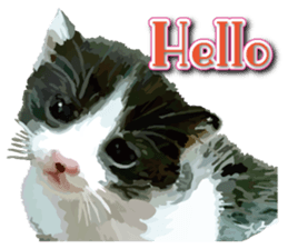 Kitten 01 English version sticker #13456680