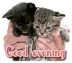 Kitten 01 English version sticker #13456681