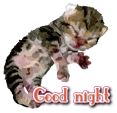 Kitten 01 English version sticker #13456683