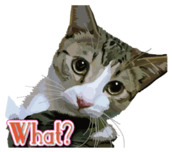Kitten 01 English version sticker #13456685