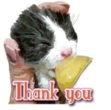 Kitten 01 English version sticker #13456691