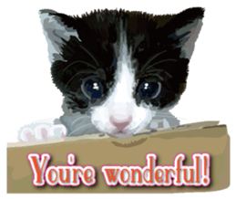 Kitten 01 English version sticker #13456695