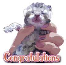Kitten 01 English version sticker #13456701