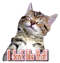 Kitten 01 English version sticker #13456705