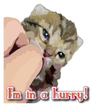 Kitten 01 English version sticker #13456709