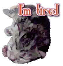 Kitten 01 English version sticker #13456711