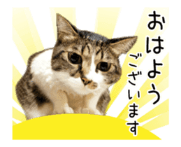 Funny expressive moving cat sticker #13456806