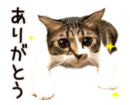 Funny expressive moving cat sticker #13456809