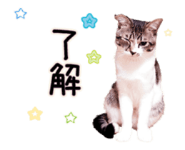 Funny expressive moving cat sticker #13456810