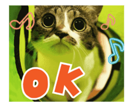 Funny expressive moving cat sticker #13456811